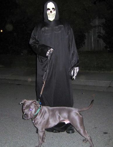 north and dog